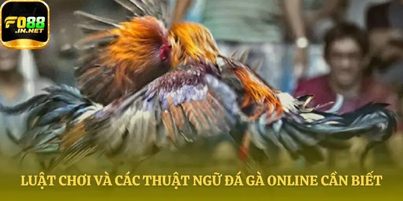 Đá gà là gì và quy tắc chơi